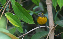 Anisognathus lacrymosus