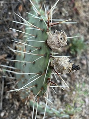Opuntia tortispina