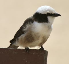 Eurocephalus ruppelli