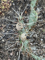 Opuntia tortispina