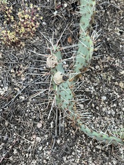 Opuntia tortispina