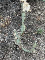 Opuntia tortispina