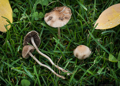 Panaeolus foenisecii