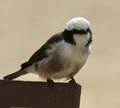 Eurocephalus ruppelli