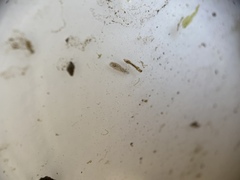 Simuliidae