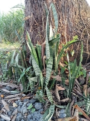 Sansevieria trifasciata