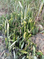Sansevieria trifasciata