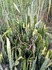 Sansevieria trifasciata