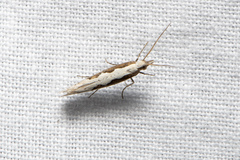 Plutella xylostella-australiana