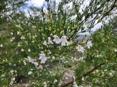 Prostanthera nivea