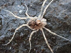 Platybunus pinetorum