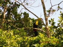 Ramphastos sulfuratus