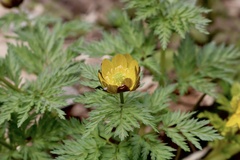 Adonis amurensis