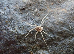 Platybunus pinetorum