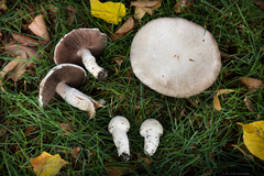 Agaricus campestris