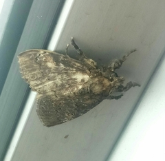 Dasychira chekiangensis