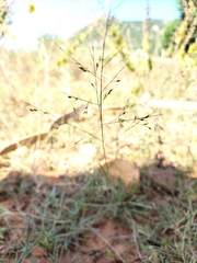 Eragrostis pectinacea tracyi