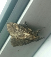 Dasychira chekiangensis