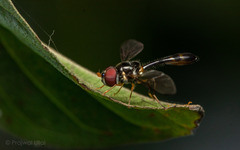 Baccha elongata
