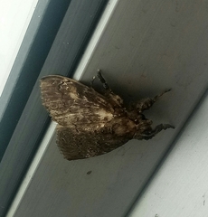 Dasychira chekiangensis