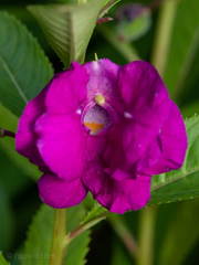 Impatiens balsamina