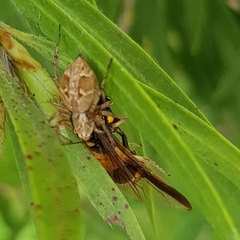 Oxyopes variabilis