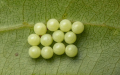 Creatonotos transiens