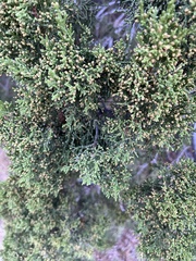 Juniperus monosperma