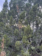 Juniperus monosperma