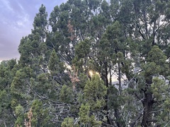 Juniperus monosperma