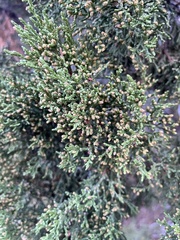 Juniperus monosperma