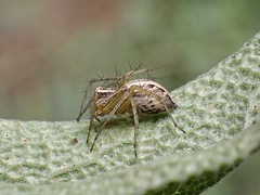 Oxyopes gracilipes