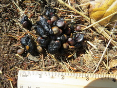 Frangula californica