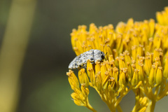 Acmaeodera maculifera