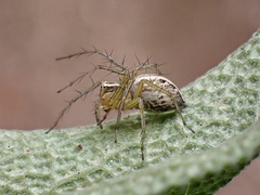 Oxyopes gracilipes