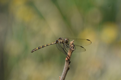 Dythemis
