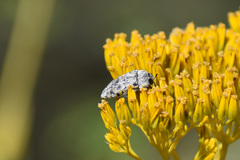 Acmaeodera maculifera