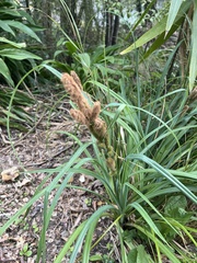 Carex trifida
