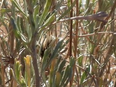 Artemisia tripartita