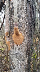 Fomitiporia punctata