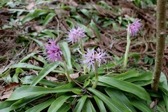 Heloniopsis orientalis