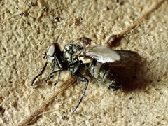 Entomophthora