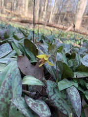 Erythronium