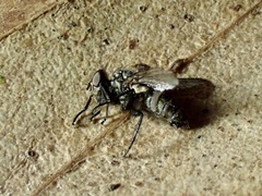 Entomophthora