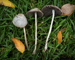 Psathyrella bipellis