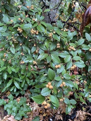 Cotoneaster franchetii