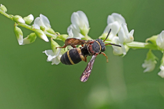 Epeolus bifasciatus