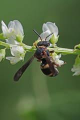 Epeolus bifasciatus