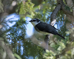 Pericrocotus tegimae