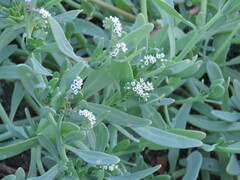 Heliotropium curassavicum